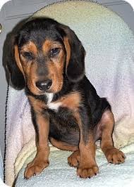 Black And Tan Coonhound Corgi Mix Pet Not Found Coonhound Coonhound Puppy Unique Dog Breeds