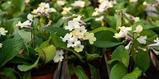 Image result for Streptocarpus