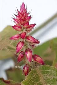 Image result for Cyathula cylindrica