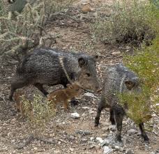 53 Photos That Prove Javelinas Are The Cuties Of The Desert Animals Of The World Animals Animal Pictures