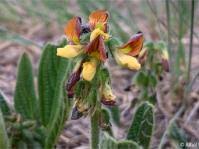 Image result for Eriosema erici-rosenii