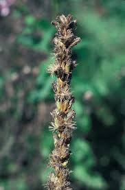 Image result for Pycnostachys schliebenii