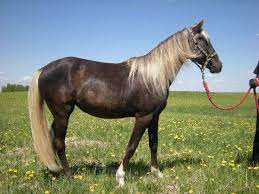 Maybe you would like to learn more about one of these? Gaited Meadows Ranch Rocky Mountain Horses On Equinenow