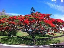 Palm tree sales is the top victoria palm tree supplier. Buy Poinciana Red Flowering Trees Delonix Regia