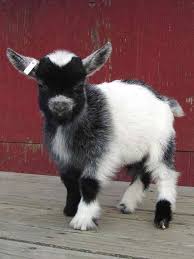 This Goat Is Soooo Small Cute Baby Animals Baby Goats Fluffy Animals