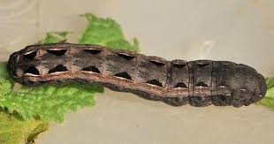 Black And Yellow Striped Caterpillar Identification Yellow Striped Armyworm Moth Larva Caterpillar Spodoptera Ornithogalli With Black Triangular Markings On Yellow Base Line Along Yellow Stripes Moth Yellow