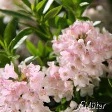 Rhododendron Bloombux Pflanzen Bloombux Garten