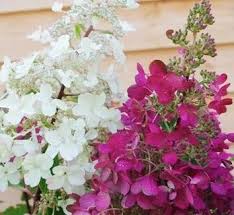 Image result for Motandra paniculata