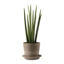 Products Aloe Plant Sansevieria Sansevieria Cylindrica