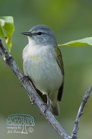 Image result for Tragiella natalensis