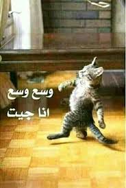Pin By يحيى تركو On قط وقطة نطو نطة القططcat And Cat Jumped Jump Cats Animals Cats Wallpaper