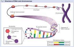 Genes And Chromosomes 1 Basic Principles Of Genetics Nursing Times