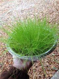 Growing Grass Inside For Small Flock Winter Treat Feeding How To Grow Grass For Your Critters Durin Raising Backyard Chickens Growing Grass Chickens Backyard