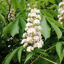 In the late afternoons i would join them and we would walk around and have dinner. White Chestnut Flower Essence Stop Worrying Saskia S Flower Essences
