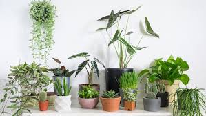 Cek selengkapnya daftar tanaman hias indoor penyerap polutan dalam artikel 5 tanaman hias indoor penyerap polutan ini. Tidak Hanya Estetis Tanaman Hias Indoor Baik Untuk Kesehatan Merahputih