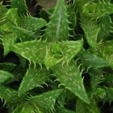 Image result for Xerophyta squarrosa