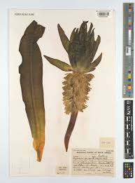 Image result for Eucomis autumnalis