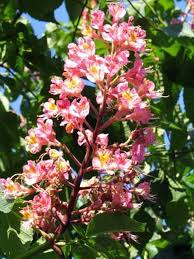 Not sure if that's the same as autumn splendor or if autumn splendor is a variety of x arnoldiana. Buckeyes And Horsechestnuts Horticulture And Home Pest News