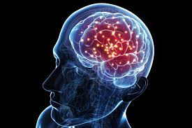 Image result for brain