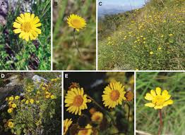 Image result for Anisopappus kirkii