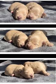Maltiipoo puppies for sale from boutique puppies. Maltipoo Puppies For Sale Dallas Tx 249102 Petzlover