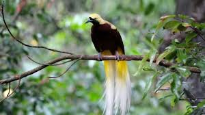 Sketsa gambar burung hantu dibuat karena burung ini termasuk populer dan selalu dikaitkan dengan mitos. Jenis Burung Di Indonesia Bertambah 18 Totalnya Jadi 1 812