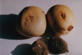 Image result for Piliostigma thonningii