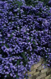 Easy to grow, ships fast. Pin By Doug Harrington On Landscape Shrubs Trees California Garden California Lilac Bushes And Shrubs
