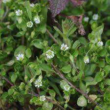 Image result for Stellaria