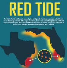 The florida fish and wildlife conservation commission reported friday afternoon that high concentrations of red tide were found in the bay, including several areas near downtown st. Gulf Of Mexico Florida Harmful Algal Blooms