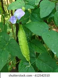 Image result for Psophocarpus grandiflorus