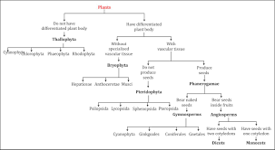 Flow Chart Of Plantae Biology Topperlearning Com