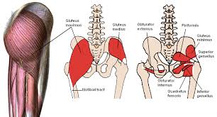 Hip labrum tears may also cause clicking, catching, or a locking sensation in the hip, in addition to pain and decreased range of motion. Muscles Of The Hips And Thighs Human Anatomy And Physiology Lab Bsb 141