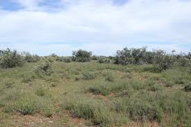 Image result for Geigeria burkei