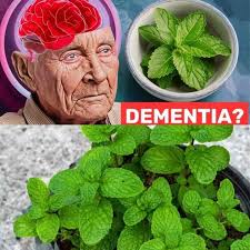 Miracle plant to prevent dementia recipe
