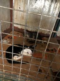Adoptme06 On Twitter Ankara Koskoca Bir Rezalet Ve Utanc Burasi Sincan Barinak Unutulmus Hayatlar Umutsuz Vakalar Denetim Istiyoruz Hayvanlar Icin Yatirim Istiyoruz Hekimler Kendi Parayla Ilac Aliyor O Kadar Yokluk Icinde