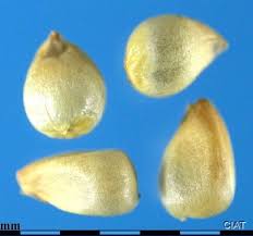 Image result for Cenchrus americanus