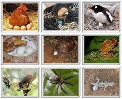 Maybe you would like to learn more about one of these? Sains Tahun 2 Science Quizizz