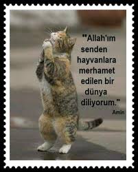 Mehmet Raci Ozturk Adli Kullanicinin Guzel Sozler Quotes Panosundaki Pin Komik Hayvanlar Kedi Esprileri Kediler Ve Yavrulari