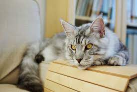 How To Treat Pancreatitis In Cats