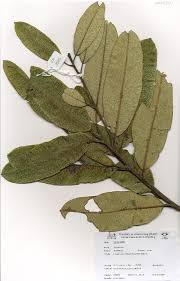 Image result for Ozoroa reticulata