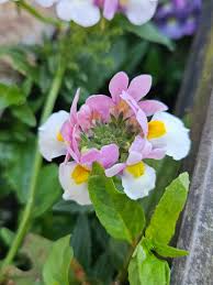 Image result for Nemesia fruticans