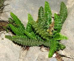 Image result for Lellingeria