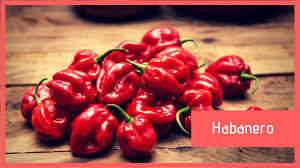 Il peperoncino habanero rosso, originario del messico, è considerato uno dei peperoncini più piccanti al mondo. Habanero Caratteristiche Coltivazione Ed Essicazione