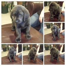 Check spelling or type a new query. Adorable Silver Labs For Sale In Damascus Oregon Classified Americanlisted Com