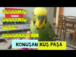 Konusan Muhabbet Kusu Pasa Pasa Sampiyon Cimbom Sakircim Babacik Annecim Saskin Askim Cicikus Youtube