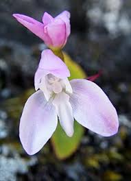Image result for Disa ochrostachya