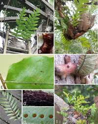 Image result for Microcoelia physophora