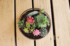 Succulent gardeners know that cactus soil is essential to good plant development. Planting A Simple Cacti Garden A Beautiful Mess