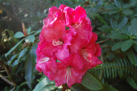 R Red Walloper Season Plants Bloom Rhododendron